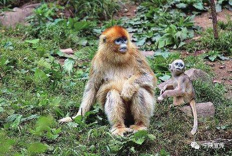 秦岭小城宁陕,宁陕百佳深呼吸小城市
