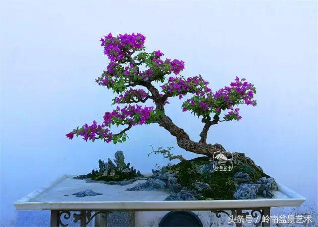 精品掌中宝三角梅盆景,顶级国宝级三角梅盆景