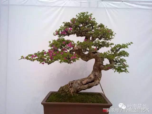 精品掌中宝三角梅盆景,顶级国宝级三角梅盆景