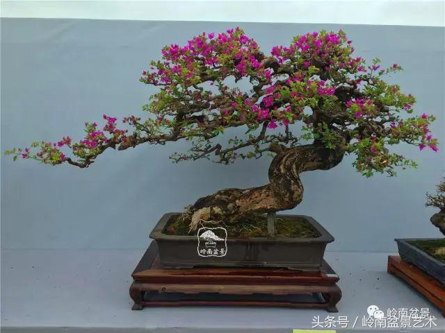 精品掌中宝三角梅盆景,顶级国宝级三角梅盆景