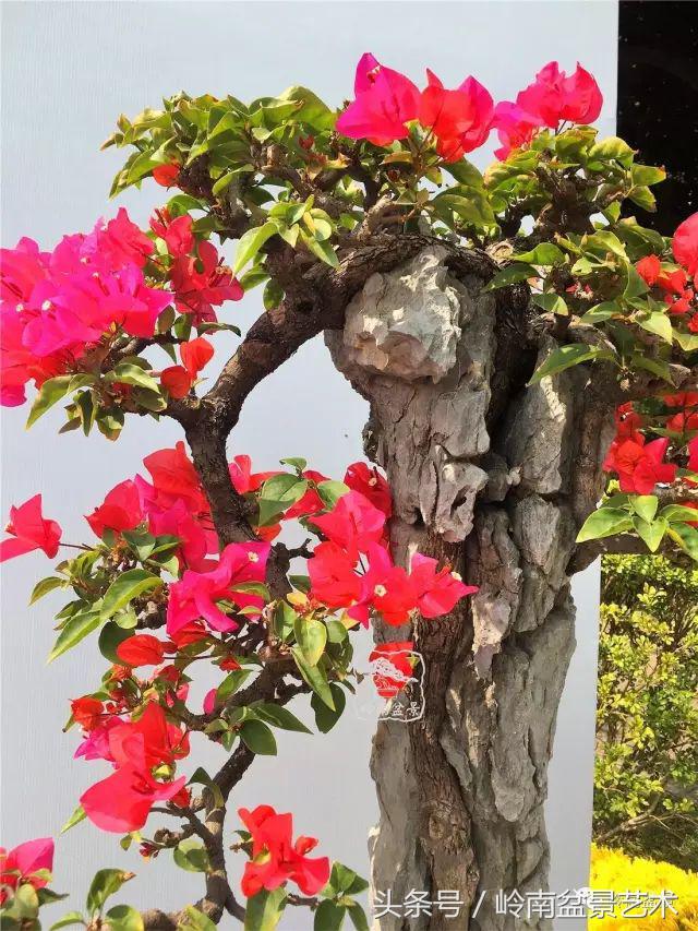 精品掌中宝三角梅盆景,顶级国宝级三角梅盆景