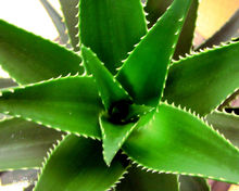 甲醛克星第一名植物好养,植物吸甲醛好还是活性炭吸甲醛好