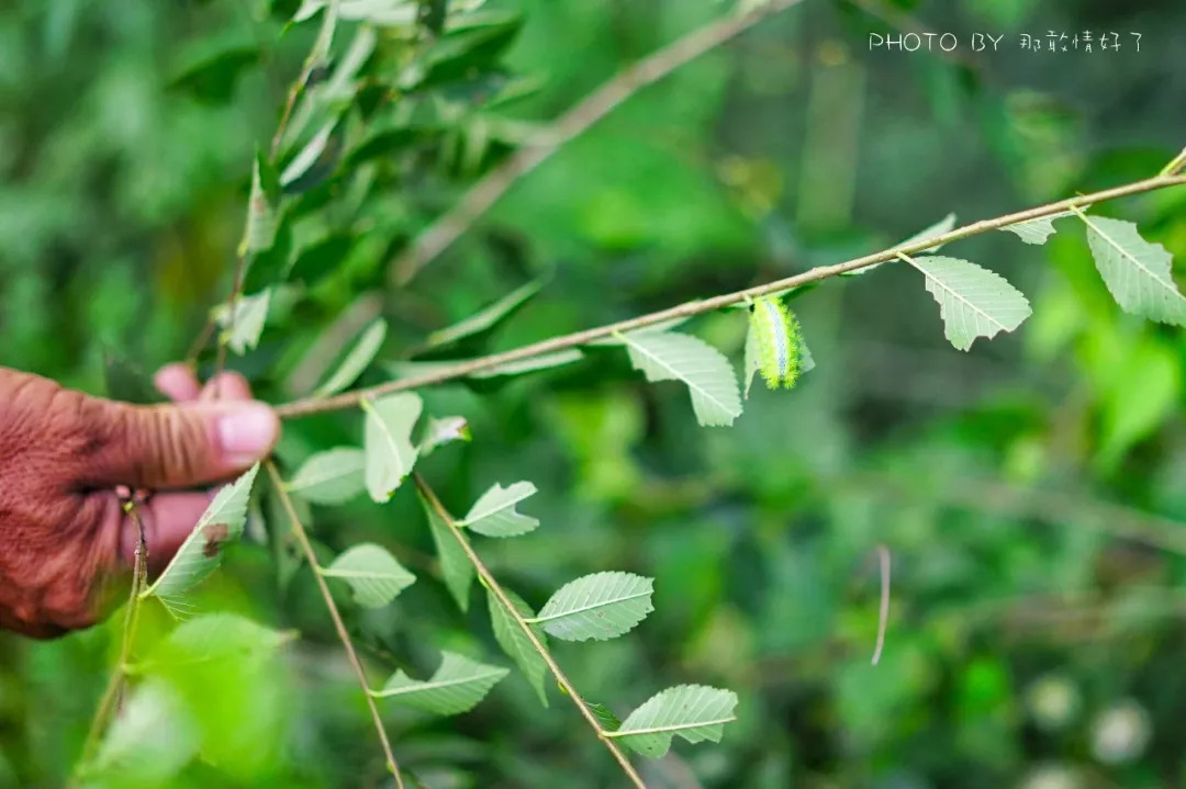 山楂树下农家,辉县山楂树下农家