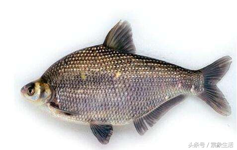 钓鱼零基础台钓知识大全,淡水鱼品种及习性大图