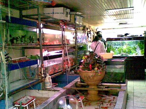 从鱼店买的观赏鱼怎么养不活,自己养的观赏鱼可以卖出去吗