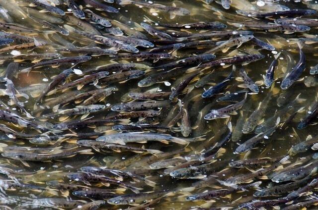 这种鱼很多人没吃过肉质细嫩鲜美,肉质鲜美但是濒临灭绝的鱼