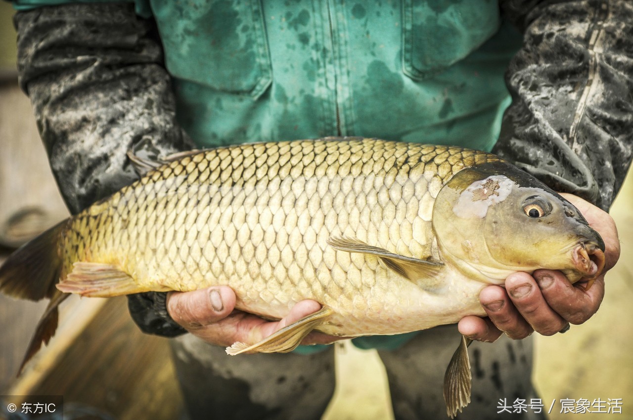 淡水鱼品种识别,溪流台钓常见鱼种