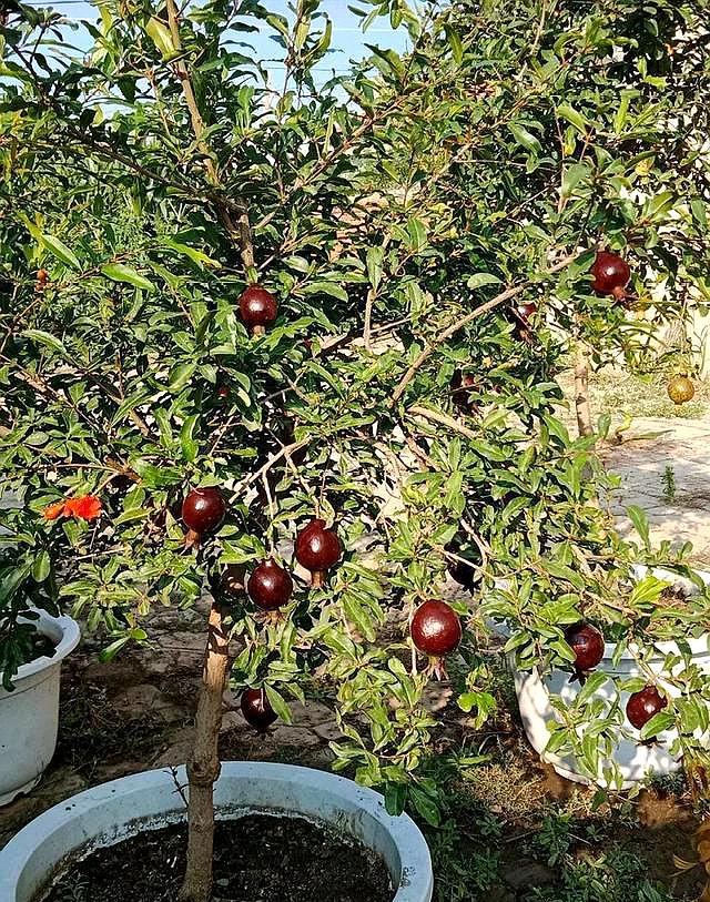 石榴树的栽培方法和注意事项,石榴树养根办法