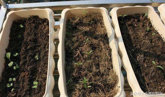 香菜怎么种长得快又好,香菜怎么种才能出苗快