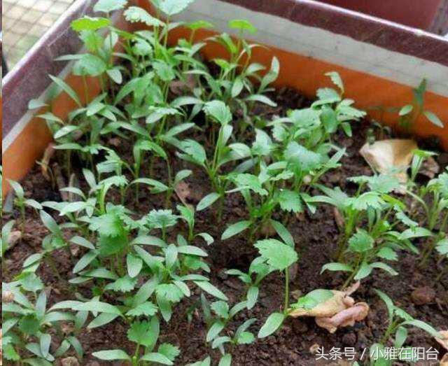 香菜怎么种长得快又好,香菜怎么种才能出苗快