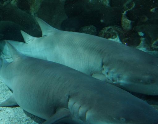 北京海底世界的美人鱼,北京海底世界海洋馆里的美人鱼