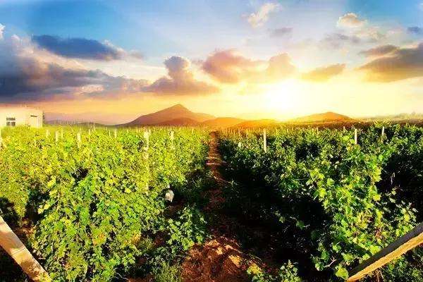 甘城子葡萄酒有限公司,甘城子酒庄排名第一