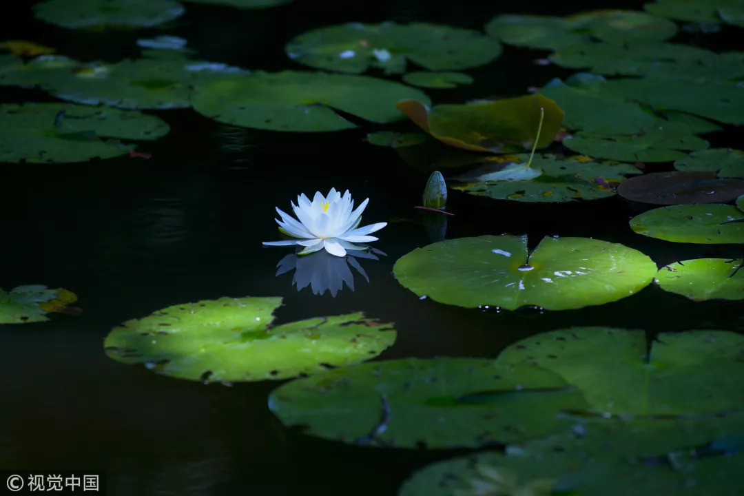 睡莲与荷花有什么区别和联系,莲花荷花睡莲傻傻分不清