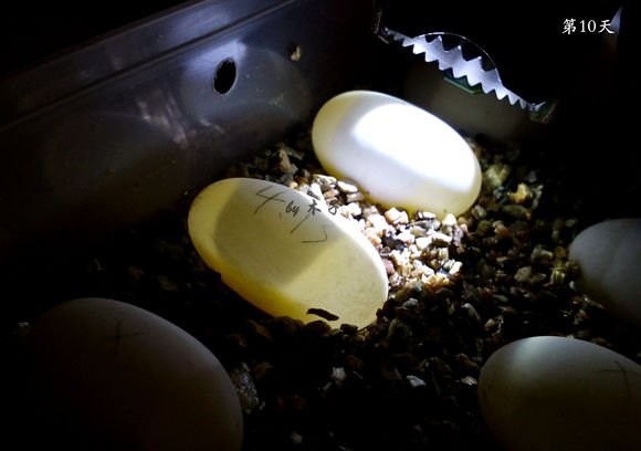 草龟繁殖经验分享孵蛋40天破壳,草龟孵化及幼龟养殖