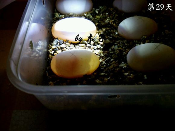 草龟繁殖经验分享孵蛋40天破壳,草龟孵化及幼龟养殖