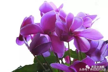 家中养什么花聚财旺家保平安,聚财旺家保平安