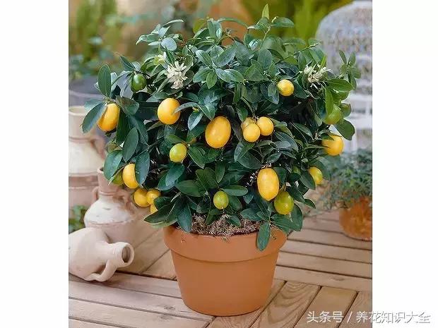 家中养什么花聚财旺家保平安,聚财旺家保平安