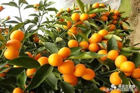 家中养什么花聚财旺家保平安,聚财旺家保平安