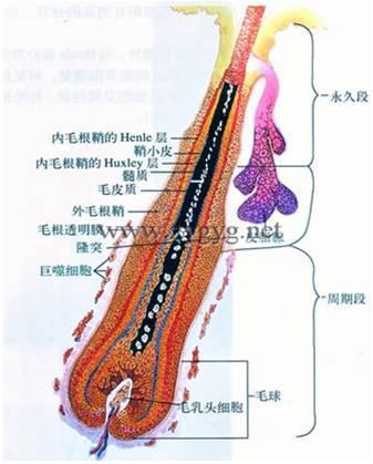 上海面部激光脱毛,日本全身激光脱毛