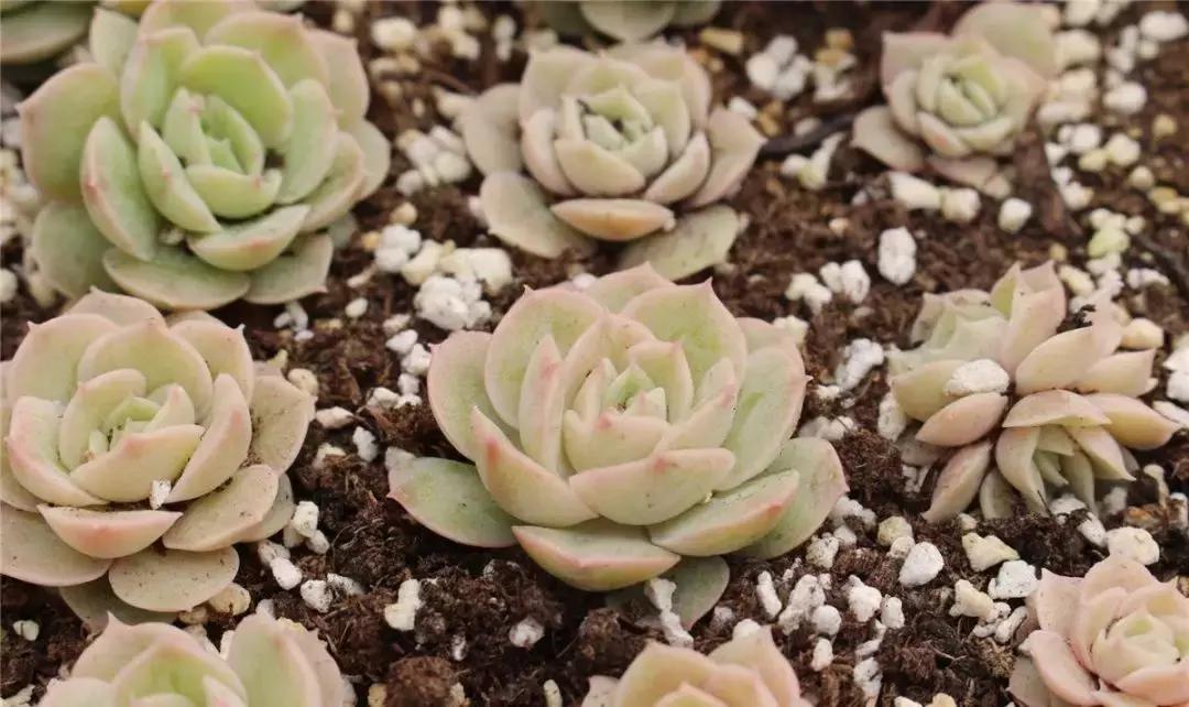 成都批发市场二手最便宜的货源,成都室内装饰品摆件最大批发市场