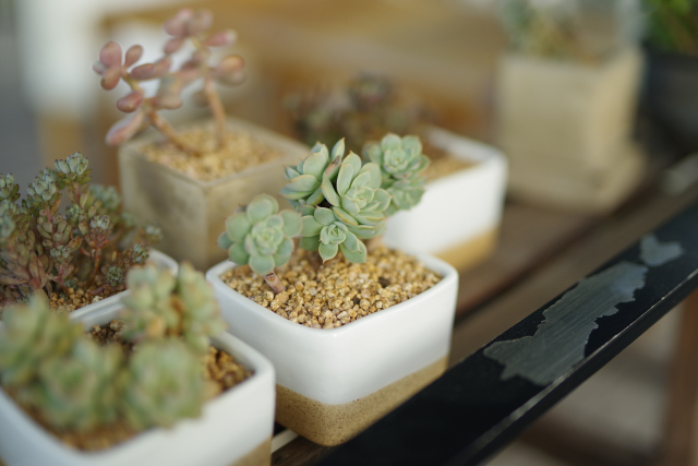 宾得星系列镜头,最值得入手的宾得镜头