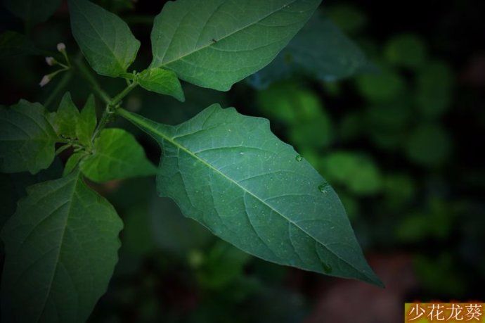 常见且能食用的野生小果子,农村夏天可以生吃的野果子