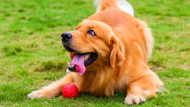 在狗狗眼里世界是什么颜色的,在狗狗眼里泰迪是什么