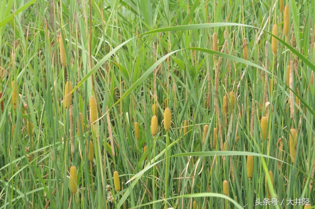 这种草制品很多人见过，但是你们真的了解它吗？