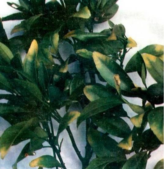 植物生病对照表,盆栽植物生病治疗方法