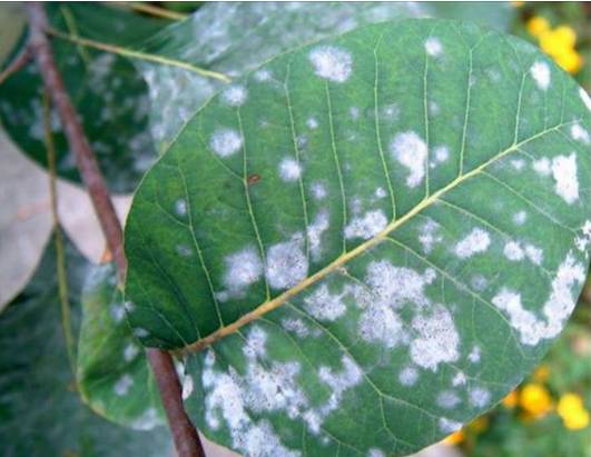 植物生病对照表,盆栽植物生病治疗方法