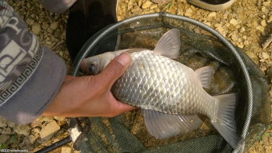 秋天10-20度钓鱼用什么饵料 (秋天自制鲤鱼草鱼饵料)