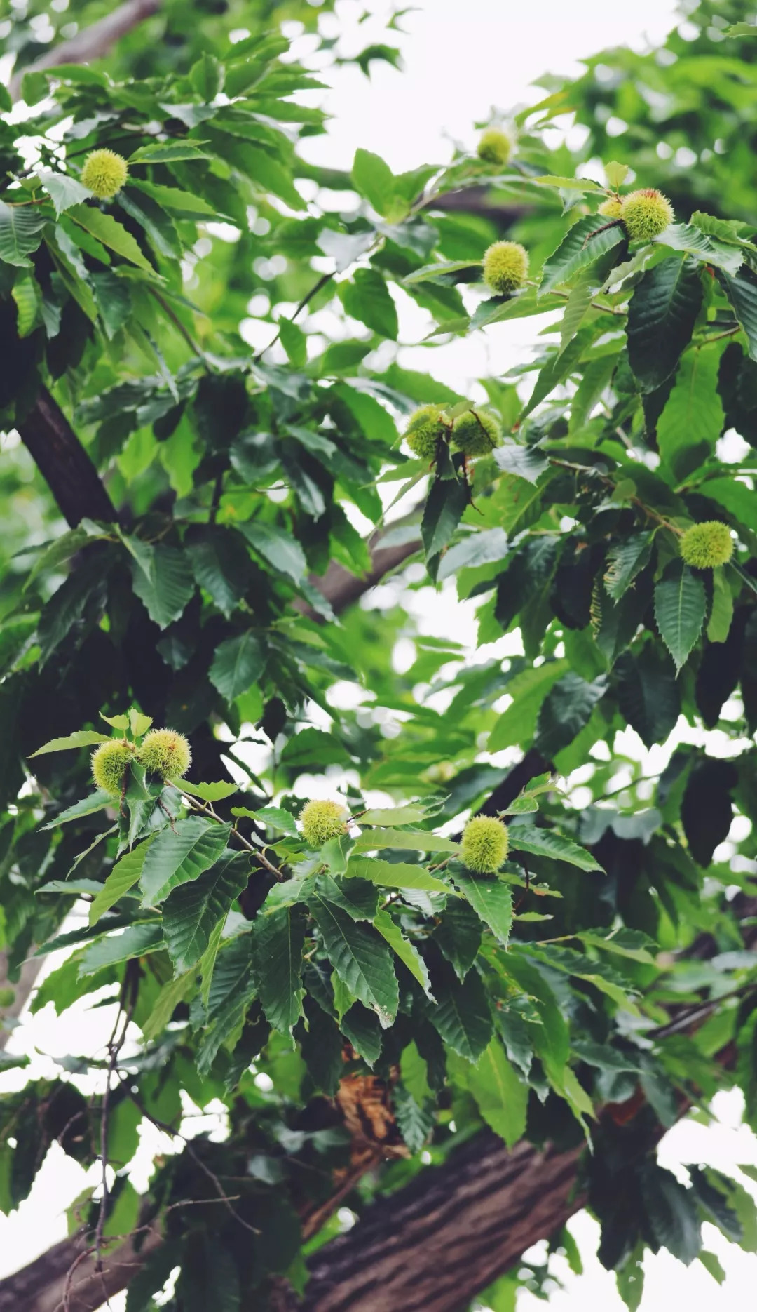 风物特产推介,湖北罗田大红袍板栗