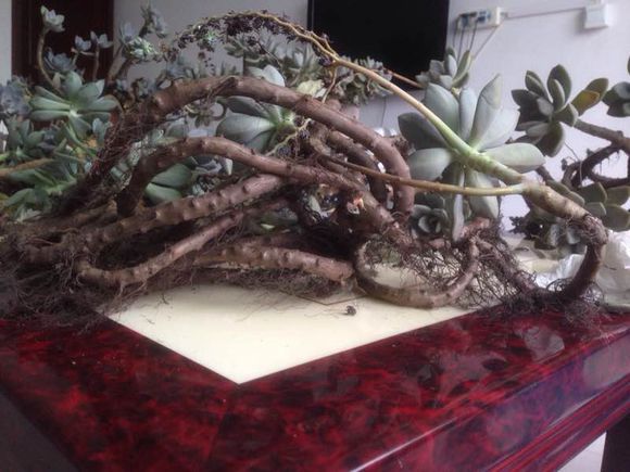 花了330元买了个10年老桩，带回家种了3箩筐，太爽了！