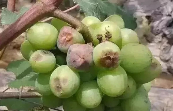 葡萄主要地下虫害有哪些,如何处理葡萄树上的金龟子虫害