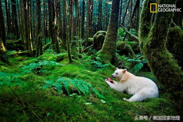 白也是罪？科学家为什么要给“白化”的动物做绝育手术？！