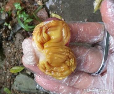 16天左右的肉鸡大量死亡怎么了,毛鸡16天死亡300只正常吗