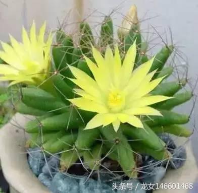 世界各国的国花视频,各国国花及花语列表