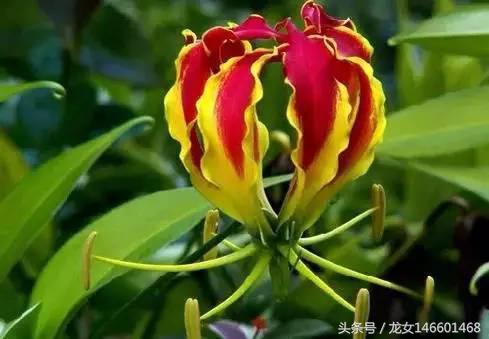 世界各国的国花视频,各国国花及花语列表