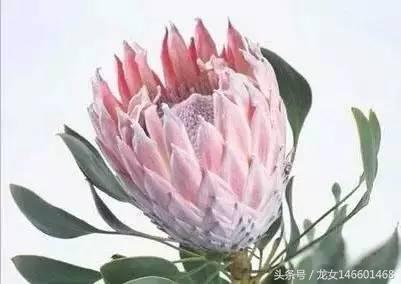 世界各国的国花视频,各国国花及花语列表