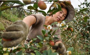 油茶种植地域条件有哪些,油茶价值很高吗