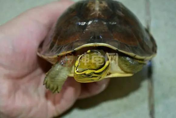 安布闭壳龟腐皮和褪皮的区别,安布闭壳龟和黄缘闭壳龟区别