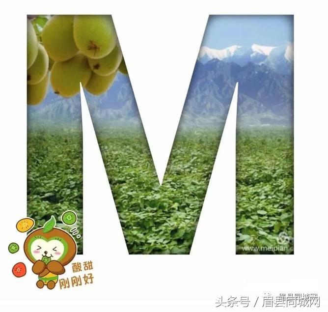 眉县猕猴桃消息,眉县猕猴桃真实故事