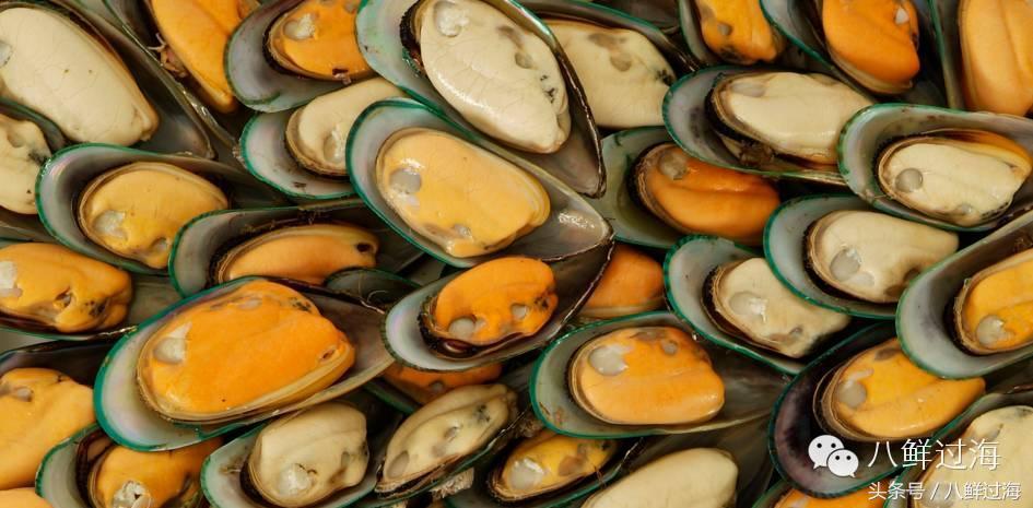 新西兰海边青口贝,新西兰赶海吃青口贝