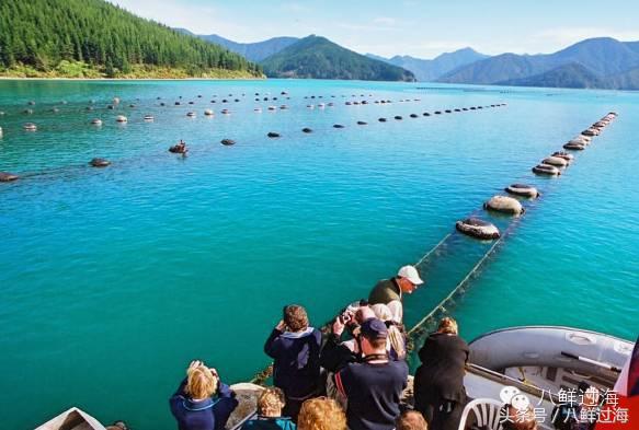 新西兰海边青口贝,新西兰赶海吃青口贝