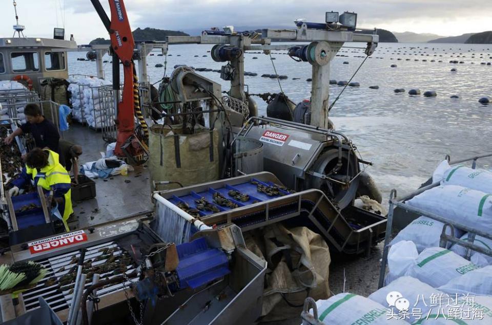 新西兰海边青口贝,新西兰赶海吃青口贝
