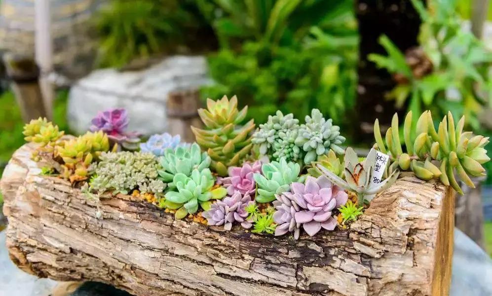 小伙回到农村种“多肉”,一棚能赚五六万元