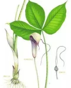 玉米地草长得比玉米还高,玉米地里比玉米贵100倍的草