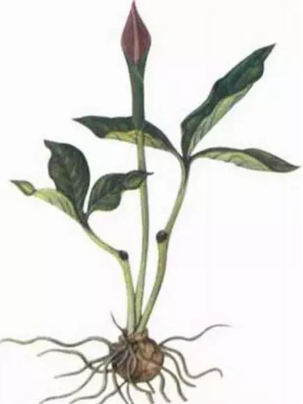 玉米地草长得比玉米还高,玉米地里比玉米贵100倍的草