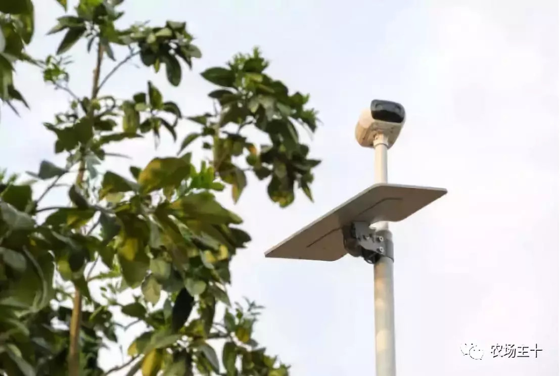 90后新农人用科技轻松种田,抖音直播网红黑科技