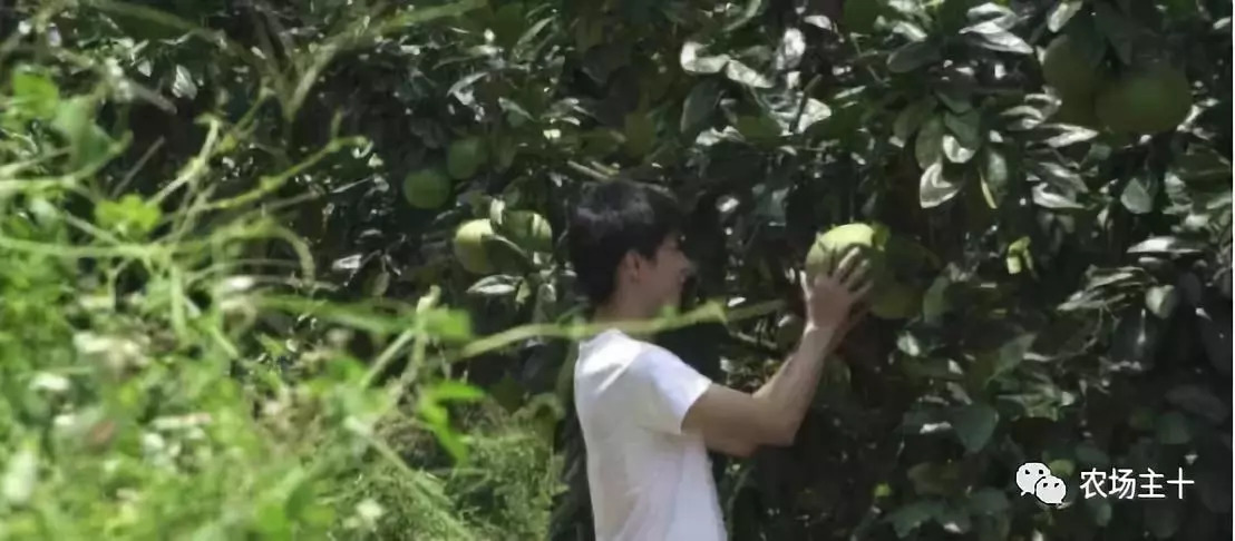 抖音、直播、黑科技，90后“新农人”这样玩转果园！